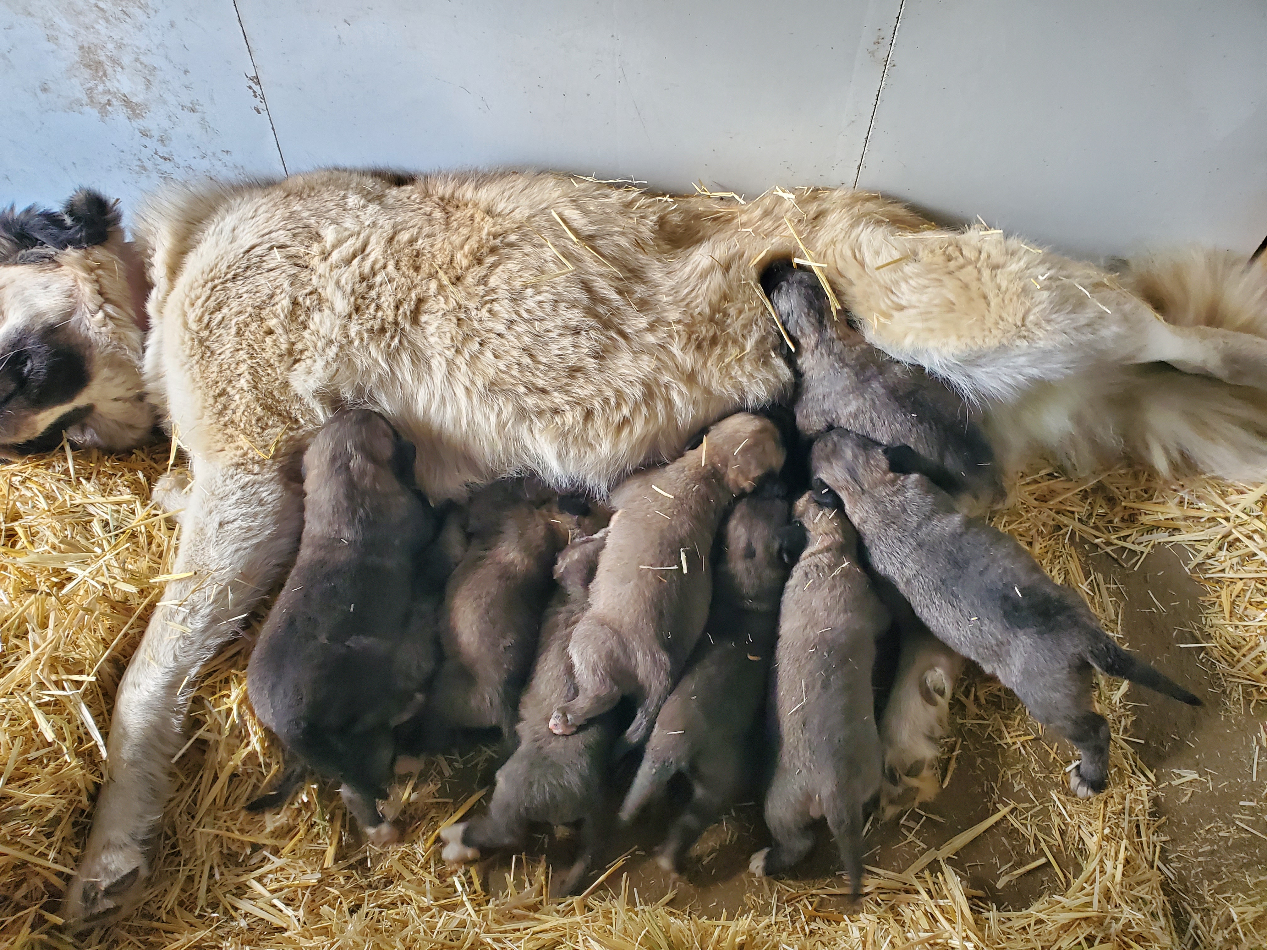 Unregistered Anatolian puppies, DOB: 09/29/2026