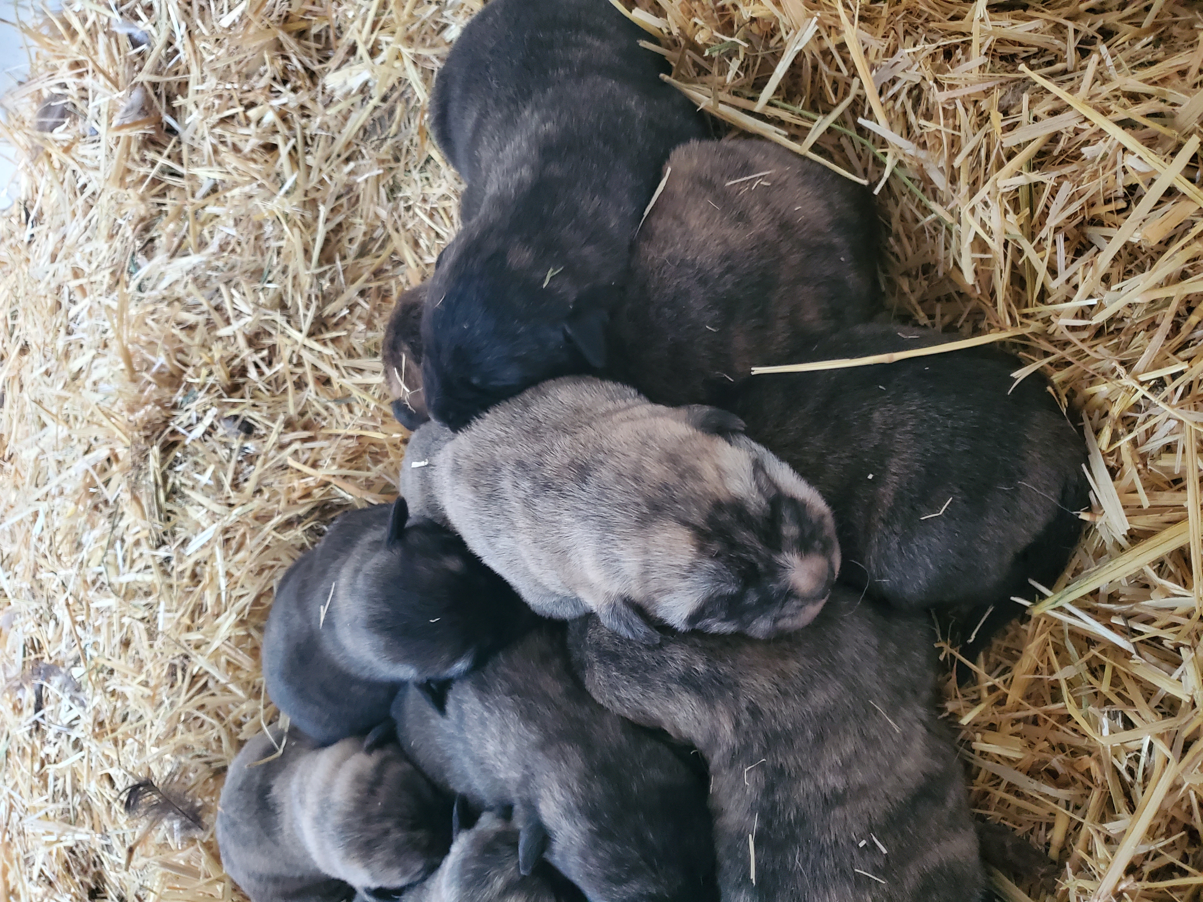 AKC Anatolian Shepherd Puppies