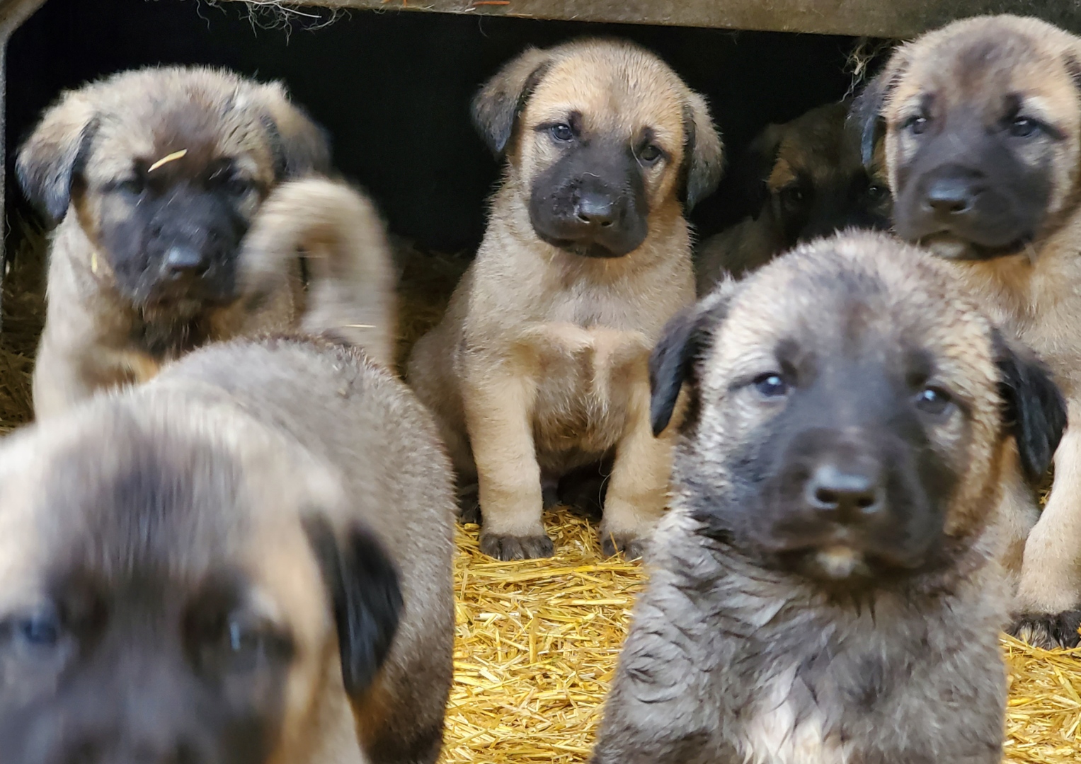 Our Livestock Guardian Dogs