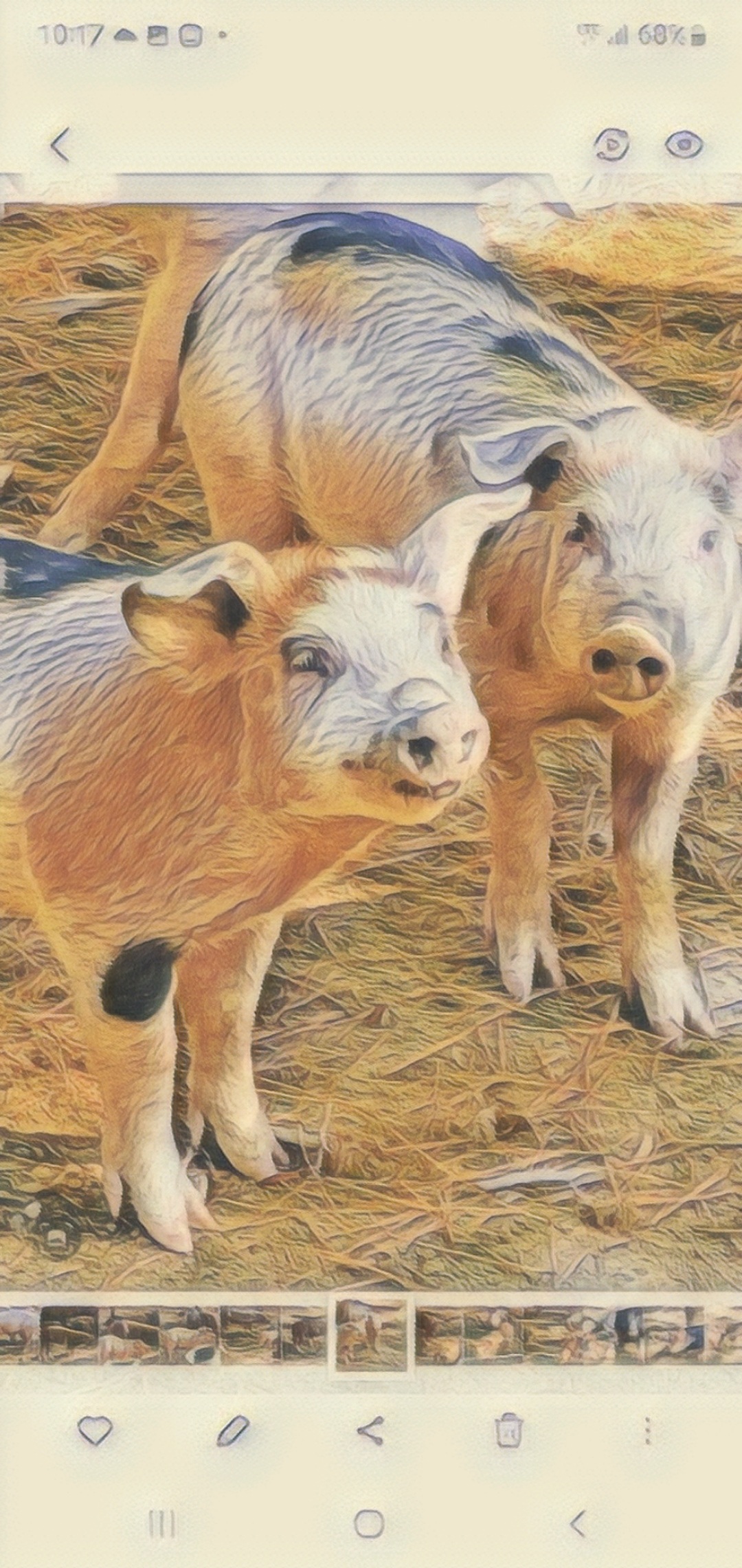 Our Hogs