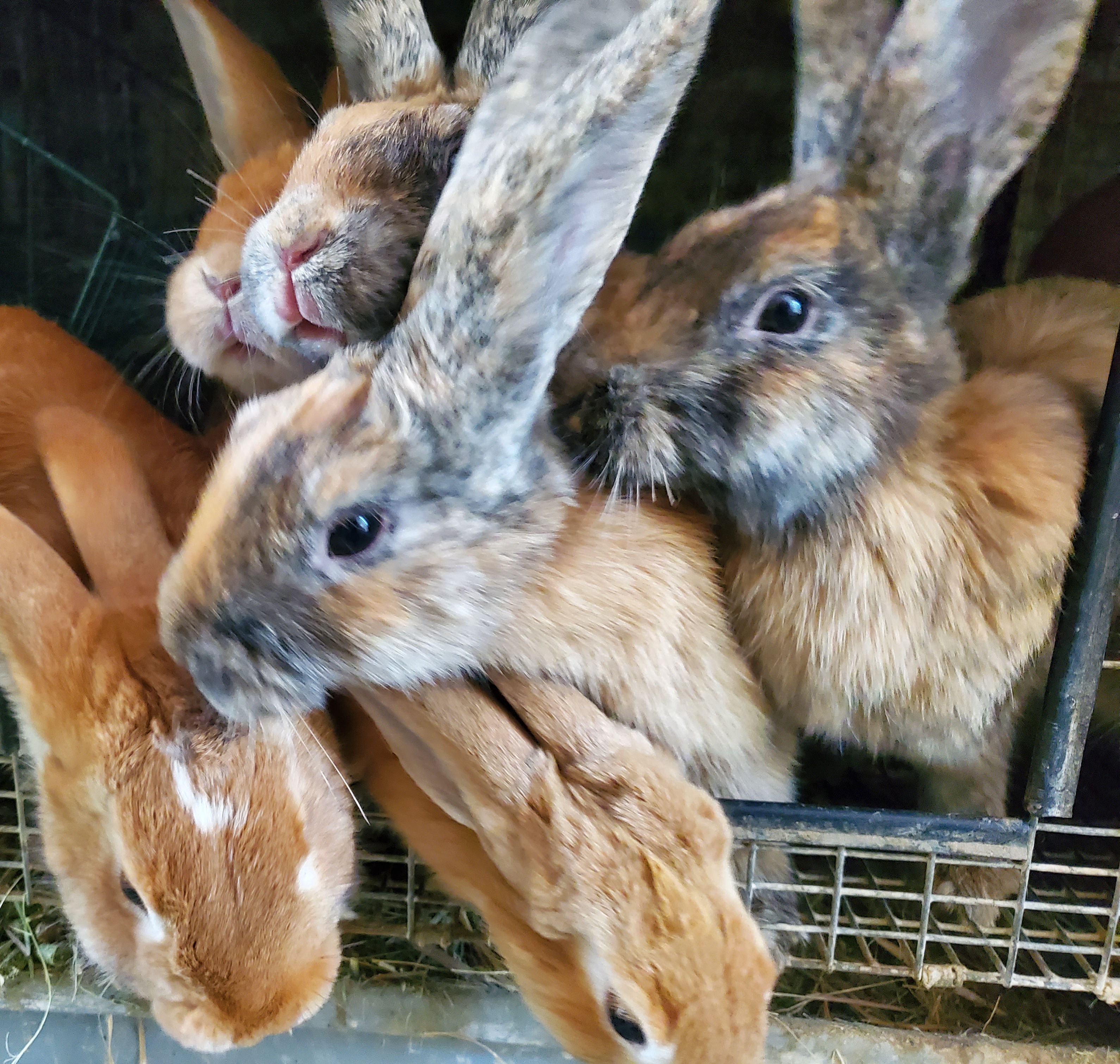 Our Rabbits