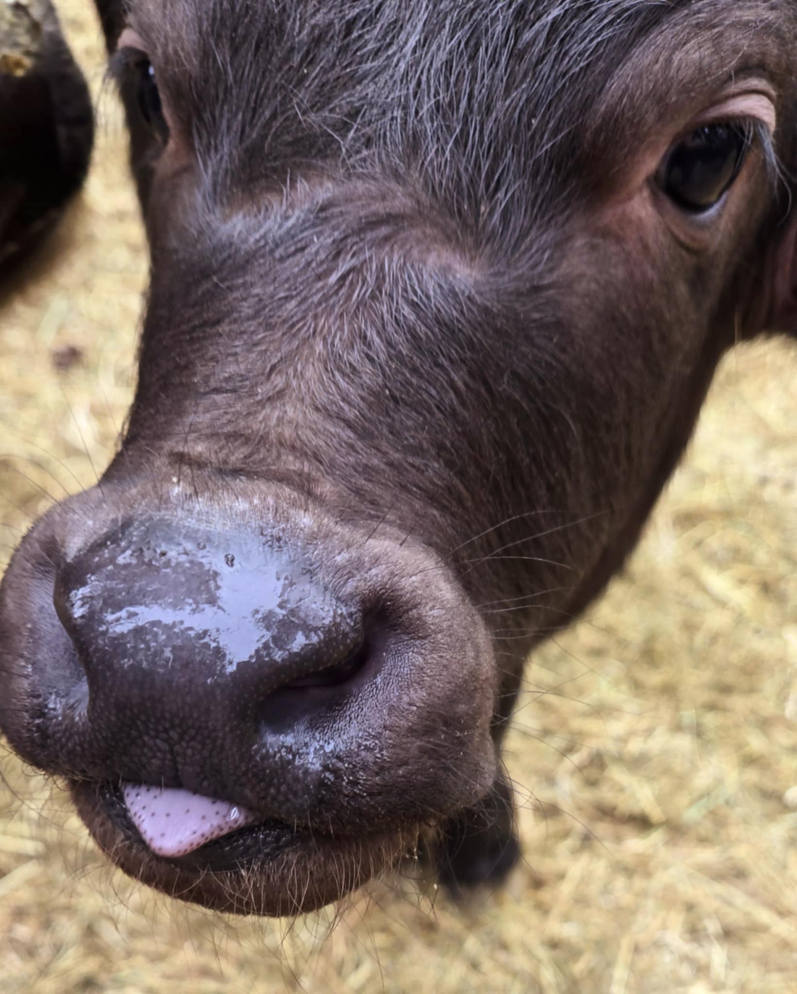 Our Water Buffalo